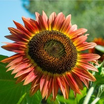 Watch Sunflower Seed Sunflower Color Multi-Head Sunflower Seed Ornamental Sunflower Seed Potted Seed