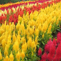 Dwarf Rod Chicken Crown Flower Seed Anchoyshaped Chicken Crown Flower Seed Flower Seed Easy to live Balcony Outdoor Courtyard Flower Seed Larvae