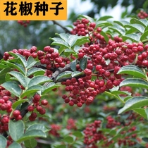 Red pepper seed Mountain pretzels red pepper red pepper with red pepper seed Sichuan peppercorn seed Sichuan peppercorns Prickly Fence Traditional old Sichuan peppercorns seed seeds