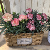 Carnations Seeds Heavy Flap Easy to grow Live Flowers Balcony Indoor outdoor potted plants Flowering Plant Flowers Seed seeds