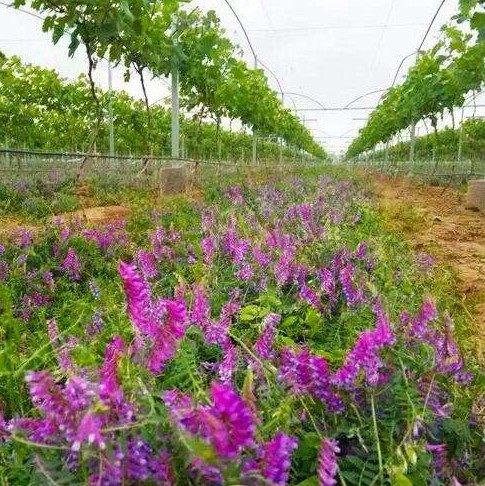 Orchard Green Manure Seed Light Leaf Purple Flower Sweet Potato Seed Long Soft Hair Wild Pea Hair Sweet Potato Seed Adoptive Bee Honey Source Plant