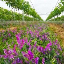 Orchard Green Manure Seed Light Leaf Purple Flower Sweet Potato Seed Long Soft Hair Wild Pea Hair Sweet Potato Seed Adoptive Bee Honey Source Plant