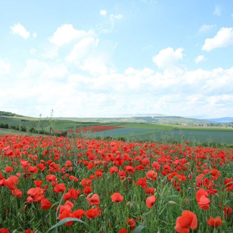 Chinese poppy flower seeds four seasons sowing flowering flower seeds indoor garden easy live red poppy flower