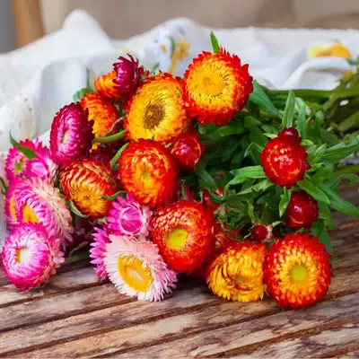 Wheat stalk chrysanthemum seed four seasons easy to live flowering constantly outdoor courtyard wax chrysanthemum seed crispy chrysanthemum seed