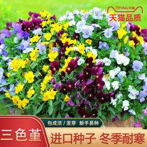 Small Corner Cordime Seeds Triple Color Cordiaris Flower Cat Face Flowers All Season Indoor Potted Flowers Easy To Live Flowers Seed Flowers