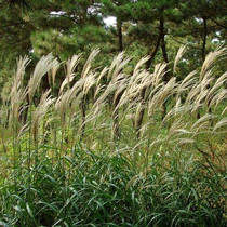 Slope protection pasture grass Wildgrass seed Four Seasons Southern cultivation of wild grass plants Easy to plant grass seed slopes grass