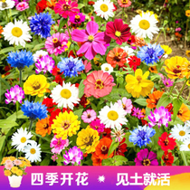 Persian Chrysanthemum Seed Wild Flower Mix All Season Blossom Easy To Live Potted Courtyard Green Flower Sea Multicolored Flower Seeds