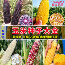 Good to eat fruits corn seed sweet glutinous corn colourful sweet glutinous corn black shaft corn spring vegetable seed Season Vegetables