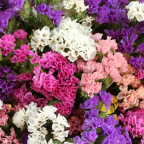 Dont forget that I seed easy to grow all season flowers and flowers in the flower and flower potted patio room inside and outside the flower growing seed