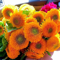 Toy Bear Sunflower Seed Seed Dwarf Sun Flowers Ornamental Potted Season Courtyard Planted Flowers Seed