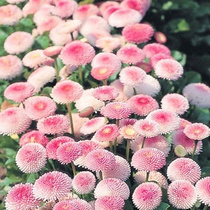 See the earth in terms of the live tennis red flower seed Chrysanthemum Seed Seeds Sown the Four Seasons Flowering Balcony Potted Seeds dont cover the earth