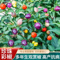 Pearl Color Pepper Seed Chili Seeds Seeds Great All-season Agriculture High-yield Potted Seedlings North of the South Vegetable Seed