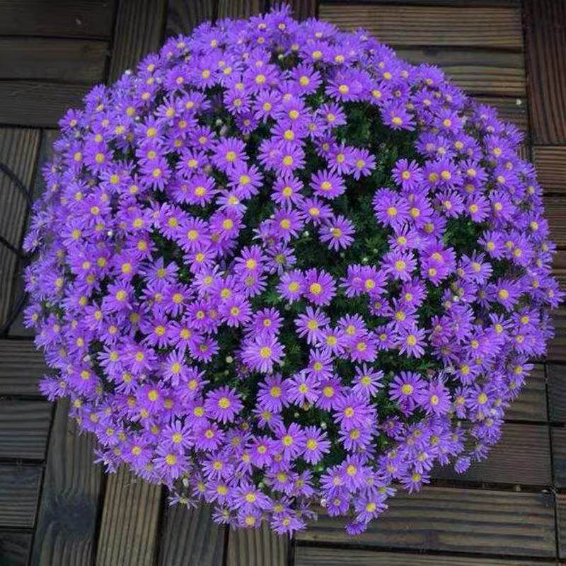 Dutch Chrysanthemum seeds Garden flowers Sea Dwarf non-Ji small Chrysanthemum perennial cold-resistant flowers Seeds Willow Aster flowers