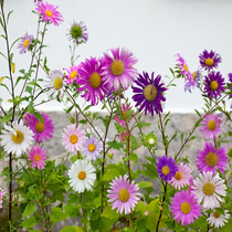 Countryside Beautiful Countryside Small Wild Flower Breeds Fields Courtyard Road Road Single Petals Cuisin Seed Wild Flower Seed Outdoor