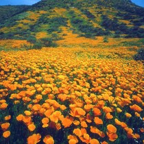 Florin seed Season Seeds Easy To Live Flower Seed Cold-resistant Multi-year Dormitory Root Flower Seed Patio Outdoor Balcony Potted Plant