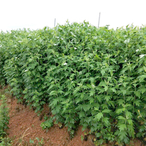 Large Leaf Moxa Grass Seed Cultivation Edible Wild Medicinal Four Seasons Balcony Seed of Artemisia Mosquitoes Aiye Grass Seed Seeds