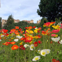 Icelands Yu Beauty seed Seasons Sowing Spring Sowing Flowers Seed Indoor Balcony Potted Plant Flower Seeds