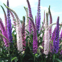 Mother-in-law Nseed Chill Flower Seeds All Season Easy Sowing Garden Forest Green Landscape Flowers Sea Flower Seed