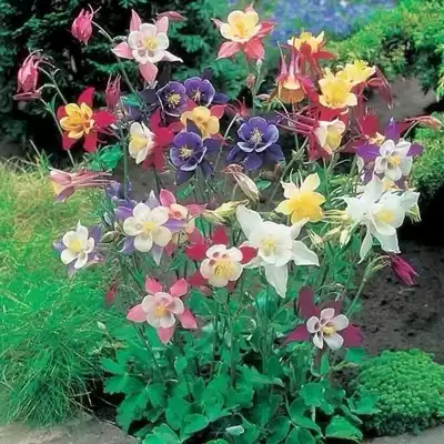 Flower Seeds Cat Claws Flower Seeds Coliander Seed Flower Seeds Four Seasons Easy to Spot Flowering Indoors Outdoor Flowers