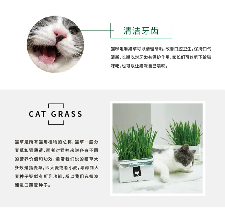 Cỏ mèo không nhãn mác không thấm nước hữu cơ thiết lập hạt giống giáo bóng mèo mèo ăn nhẹ nhập khẩu 1 gói - Đồ ăn nhẹ cho mèo