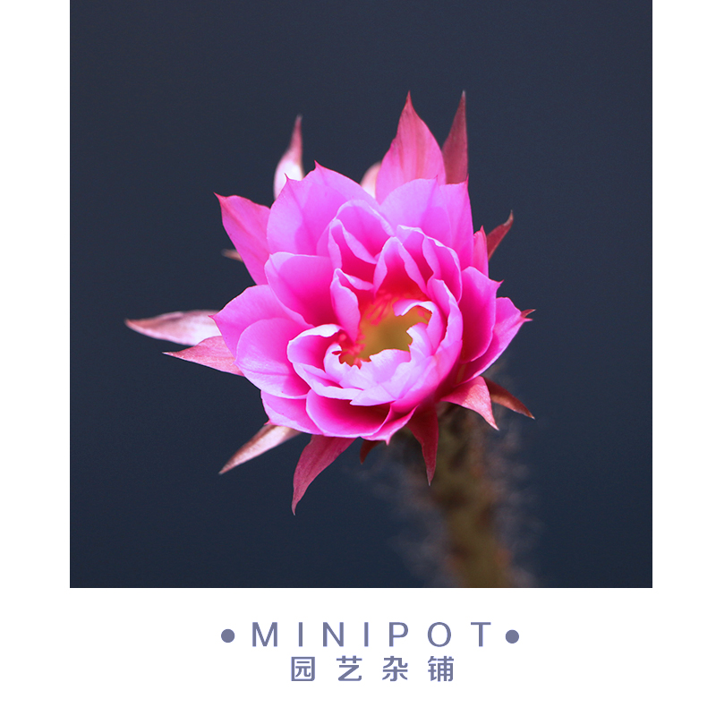 Minipot 彩色王冠短毛丸實生苗開大花仙人球仙人掌多肉植物