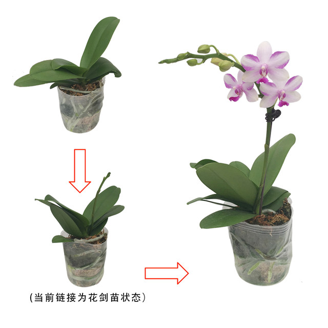 Double Foil Phalaenopsis with Foil Sword with Bud Big Miao Strong Miao Flower Green Plant Potted Plant Good Care Guaranteed Version