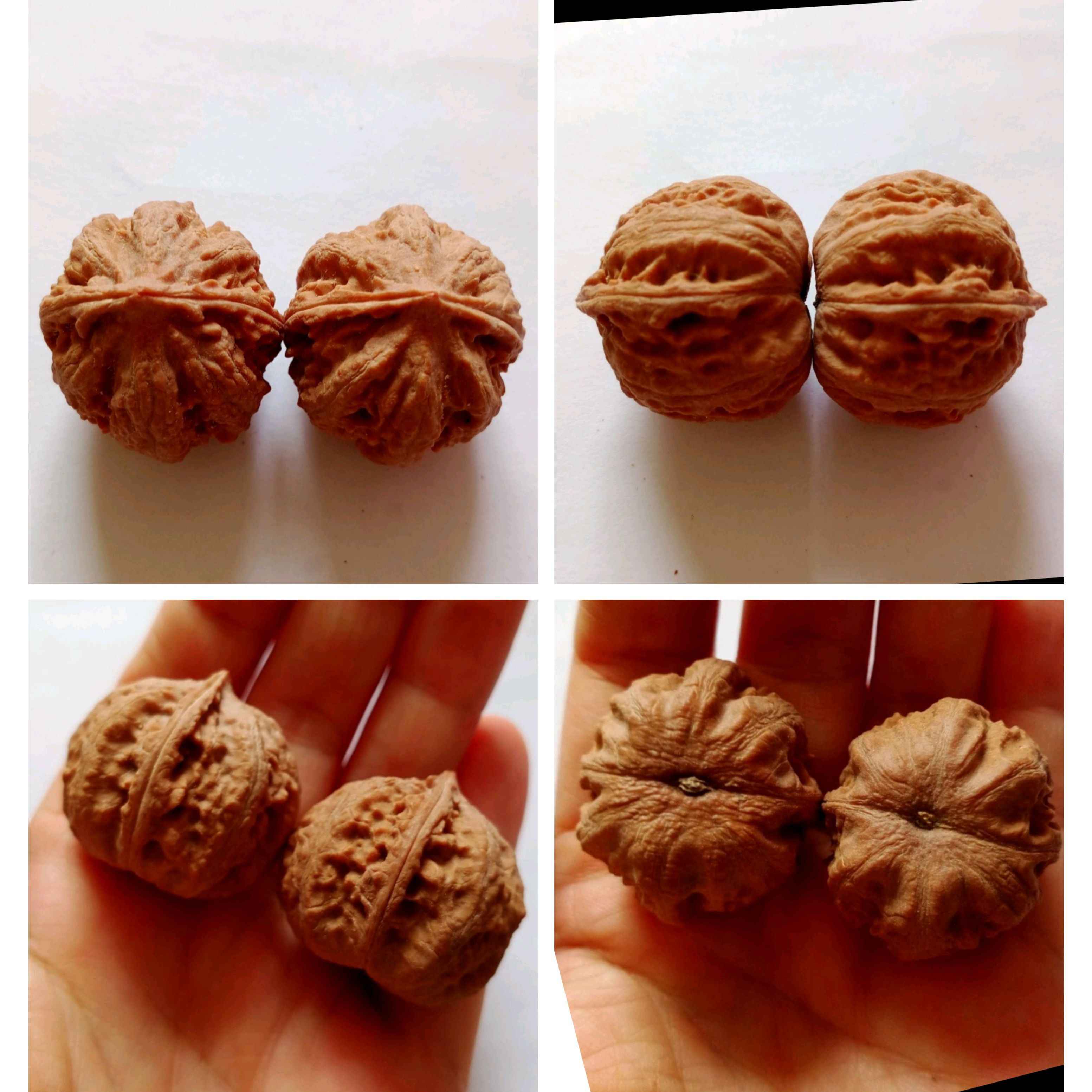 pure wild wenwan walnut Latest Best Selling Praise