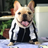 【Пятьдесят пять пять за продажу】 Одежда для животных, осенняя и зимняя модная бренда с борьбой