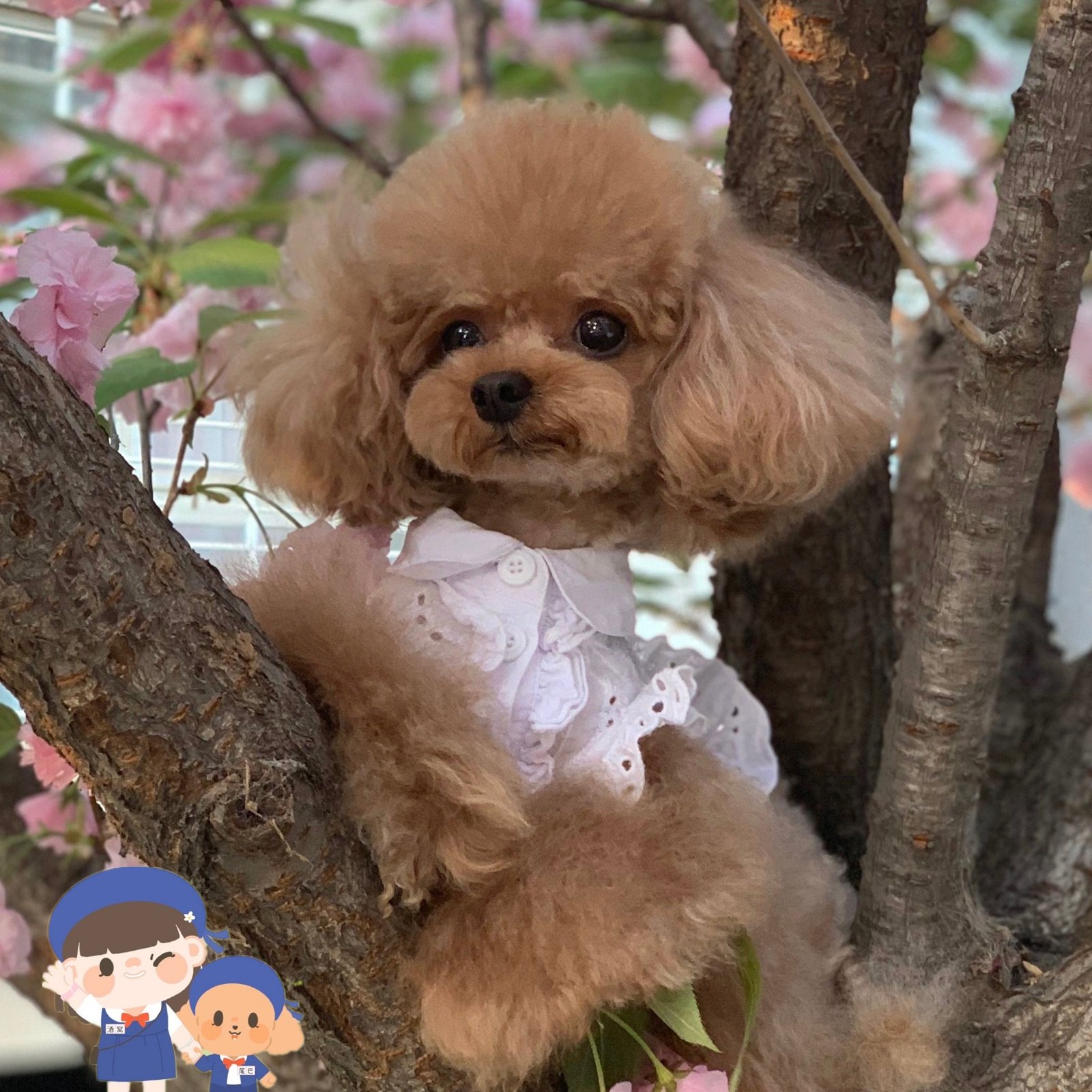 Bear Smallp Hollowed-out Flying Sleeve Shirt Pet Pooch Clothing Fresh Summer Dress Teddy Pooch Yorkshire Bear