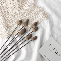 Small oak chestnut fruit dried flowers with rod with flowers Real flowers DIY flower arrangement material dried flower bouquet living room home decoration ornaments