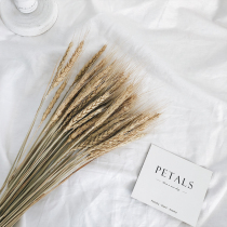 Natural wheat ear dried flower bouquet Barley home decoration Nordic ins pastoral decoration Rice ear living room flower arrangement Real flower