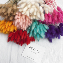 Color rabbit tail grass dried flower bouquet Home decoration ornaments Natural dog tail grass true flower Forest department literary flower arrangement