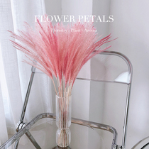 Net Red Little Reed Dried Flowers Dusty Pink Dry Flowers Bouquet Living-room Furnishing Inset Wind Pendulum Real Flowers Filming Props