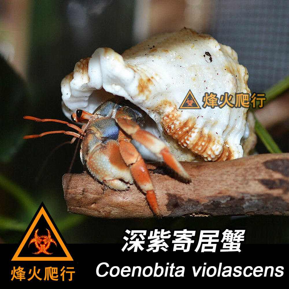 (Deep purple hermit crab) Will change the color of the land hermit crab red orange blue purple pet crab live to buy