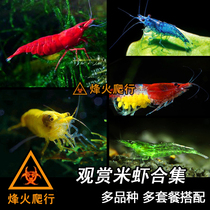 (Ornamental Shrimp Collection) 1 5cm left and right Mie shrimp other than algae tools Shrimp Living Cherry Blossom Extreme Fire Gold Crystal Shrimp