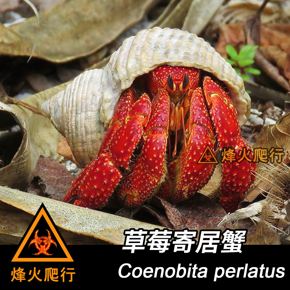 (Strawberry Hermit Crab) Red Hermit Crab Hot and lively variety Black and white strawberry high interactive pet crab