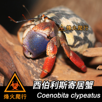 (Siberis Hermit Crab) Two-color Hermit Crab Living American Pet Crab-resistant and Drought-resistant Variety