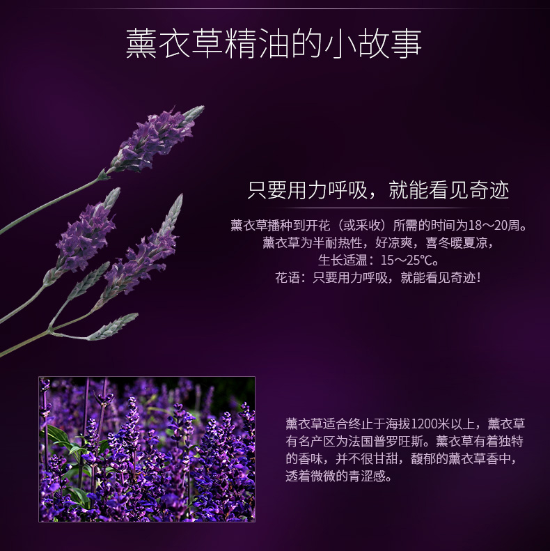 Đám mây cổ đại cỏ dầu hoa oải hương điều hòa da nước dầu cân bằng duy nhất hương liệu hương liệu giúp ngủ 10 ml tinh dầu thiên nhiên nguyên chất
