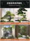 Artificial Green Plant Set for Indoor Duplex Villa, Decorative Pine Tree under the Stairs, Chinese-Style Landscaping, Rockery and Artificial Stones