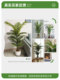 Simulated Areca Palm Tree, High-End Light Luxury Style Artificial Tree, Indoor Living Room Decoration, Floor-Standing Landscaping, Simulated Green Plant Potted Plant