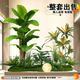 Artificial Green Plant Landscape Decoration Set for Window Display, Fake Plant Landscaping for Courtyard Arrangement, Entrance Hall Interior Ambiance Tree