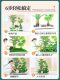 Artificial Green Plant Landscaping Combination Decoration Fake Plants Courtyard Window Display Interior Landscape Atmosphere Tree