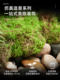 Simulated Green Plants, Large-Scale Indoor Landscaping, Outdoor Landscape Combinations, High-End Light Luxury Window Decoration, Floor-Standing Green Plant Landscaping