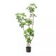 Simulated Green Plants, High-End Light Luxury, Bionic Duck Foot Wood, Indoor Living Room Sofa Side, Large Potted Plants, Floor-Standing Fake Plants