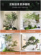 Green Plant Landscaping, Simulated Horse-Dranker Tree Plant, Indoor Landscape, Staircase Artificial Tree, Biomimetic Entryway Simulated Chicken Claw Maple Landscaping