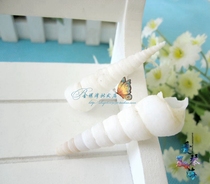 Full 28 yuan natural conch shell White Dragon Claw snail 5-6cm