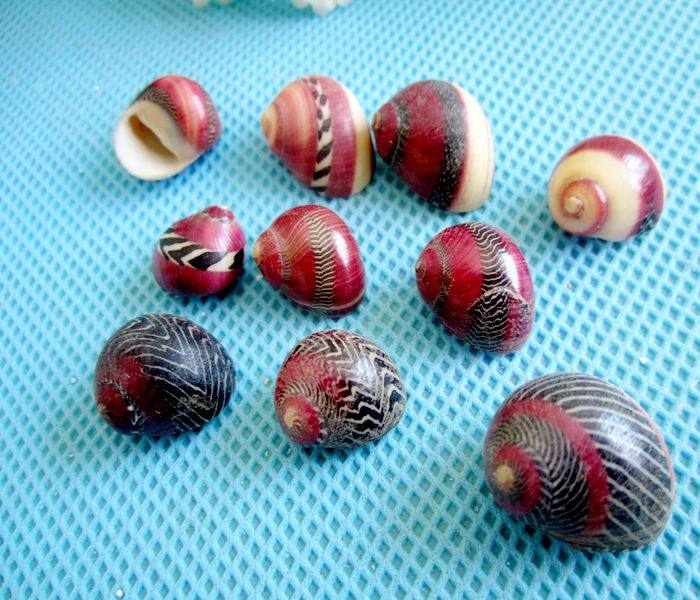 Full 28 yuan Natural Conch Shell Pocket Butterfly Shellfish Color Butterfly Shellfish 1-2cm Random