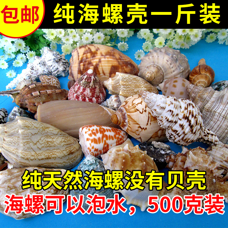 Sea Snail Shells 20 kinds not to repeat 20 Fitted Sea Snail Suit Fish Tank Building-Taobao