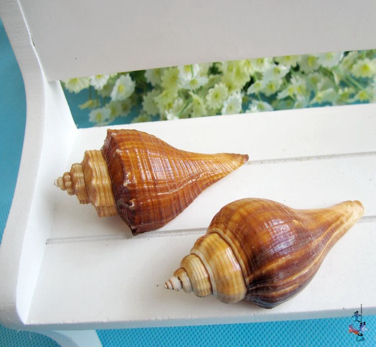 Over 28 yuan natural conch shell red snail 8-10 cm sea shell coral