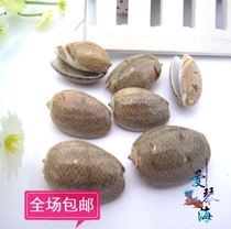 Full 28 yuan natural conch shell fairy snail 2cm small seashells coral